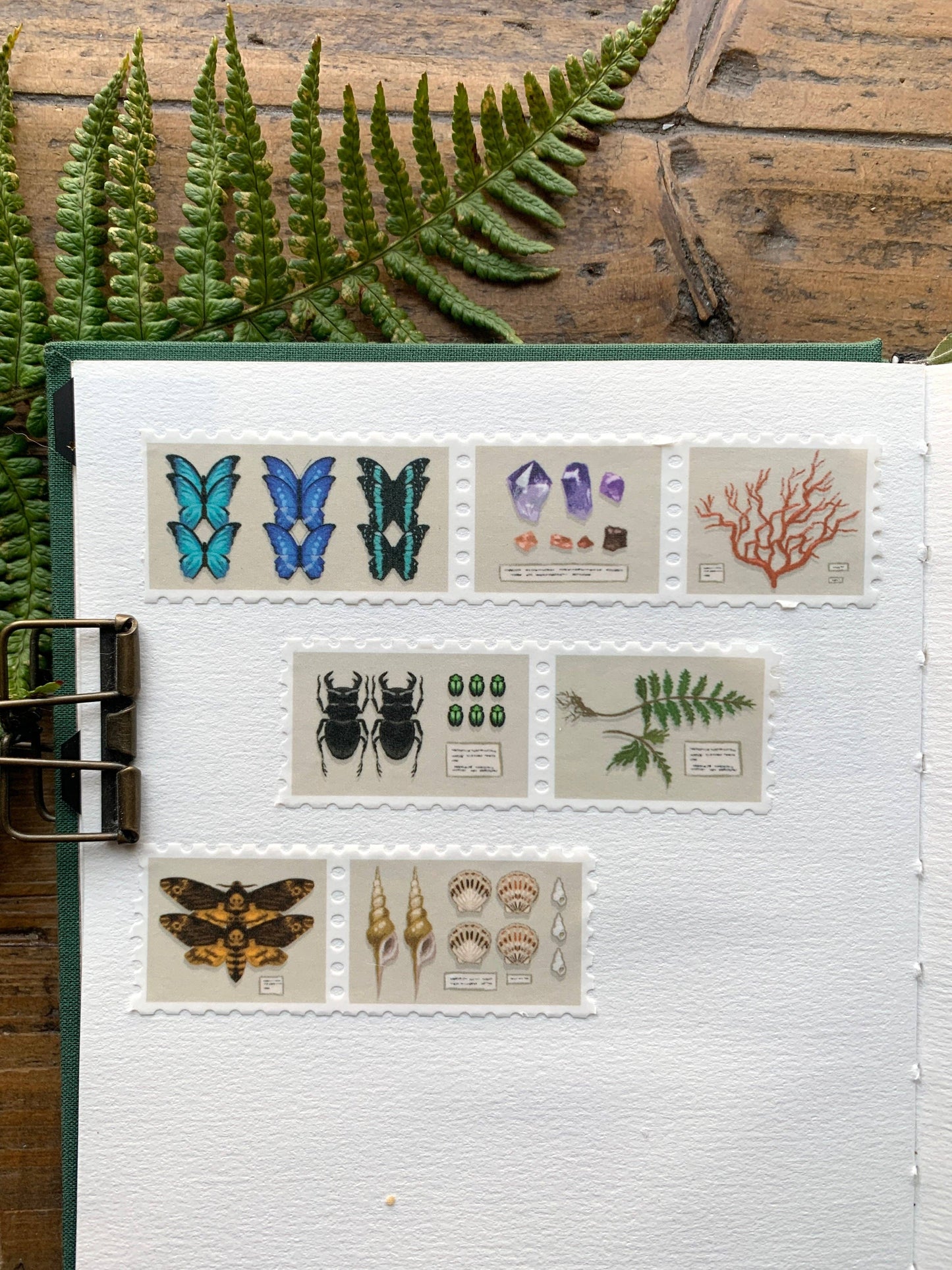 CM Washi Tape | Specimen Drawer Stamps