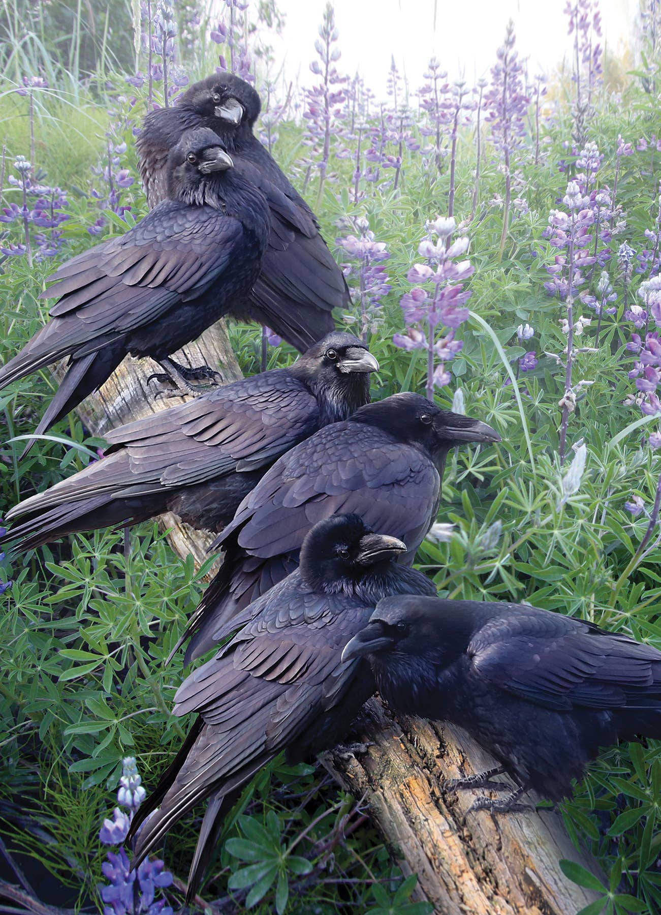 Raven Rendezvous | 1000pc puzzle